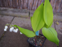 /album/fotogalerie-nabidka/convallaria-majalis-golden-slippers-jpg/